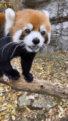 red panda gif|red panda getting scared gif.